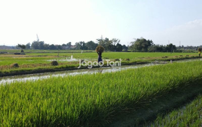 uploads/news/2026/05/optimasi-lahan-tanam-serentak-246359a85142ecc_400.jpg