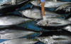 uploads/news/2026/05/papua-miliki-tiga-kawasan-688011940bd14f6_100.jpg
