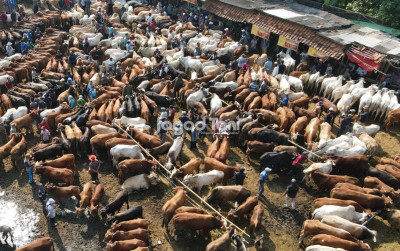uploads/news/2026/05/pasar-hewan-termurah-bebaskan-3076492eb362e5a_400.jpeg