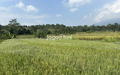 uploads/news/2026/05/pemulihan-lahan-sawah-pascabencana-714113e4107b291_400.jpg