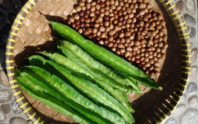 uploads/news/2026/05/pengembangan-biji-kecipir-menjadi-94775882b1ea06c_400.jpg
