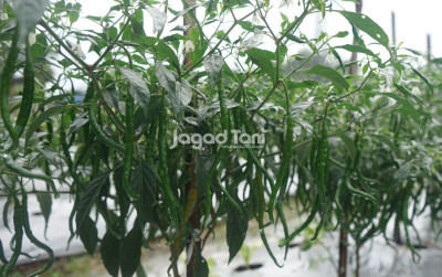 uploads/news/2026/05/petani-cabai-dicap-petani-816639880cded76_400.jpeg