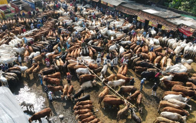 uploads/news/2026/05/presiden-kurban-1098-sapi--56825f82f71ce11_400.jpeg