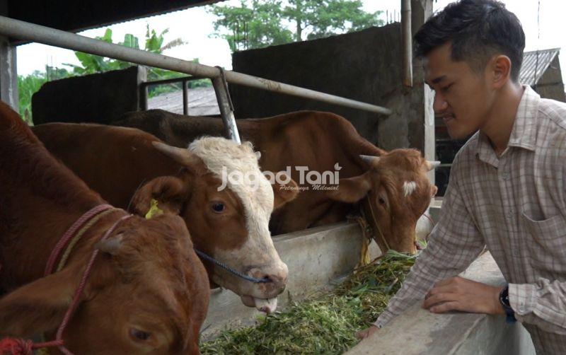 uploads/news/2026/05/rumput-unggulan-lokal-pakan-932855a88228b45.jpeg