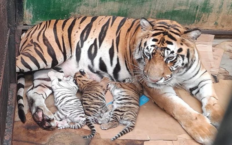 uploads/news/2026/05/tiga-anak-harimau-benggala-624854978f3b051.jpeg
