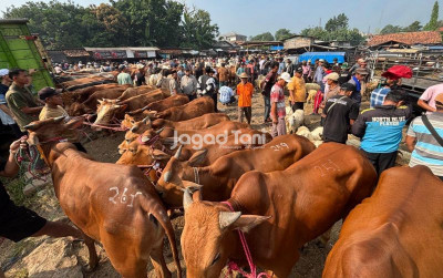 uploads/news/2026/05/waspadai-fenomena-penjualan-sapi-7351601b38e1a0b_400.jpeg
