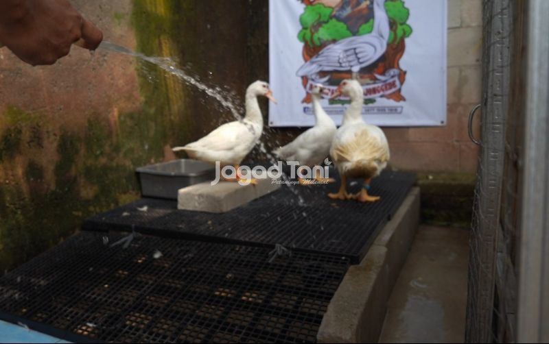 uploads/news/2026/06/beternak-entok-anti-bau-278850d168ec93b.jpeg