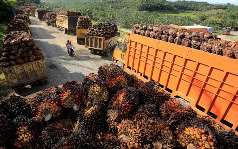 uploads/news/2026/06/harga-tbs-sawit-turun--13695201c41e3a1.jpg