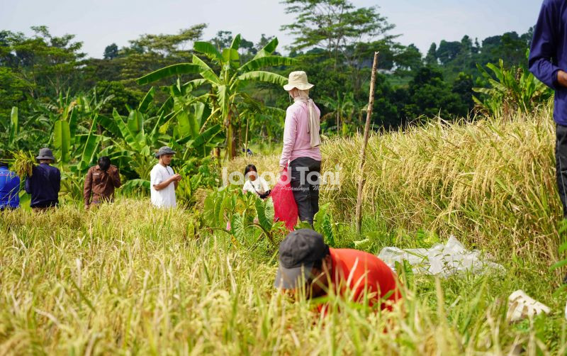 uploads/news/2026/06/indonesia-lumbung-beras-asean-746208aec210e71.jpeg