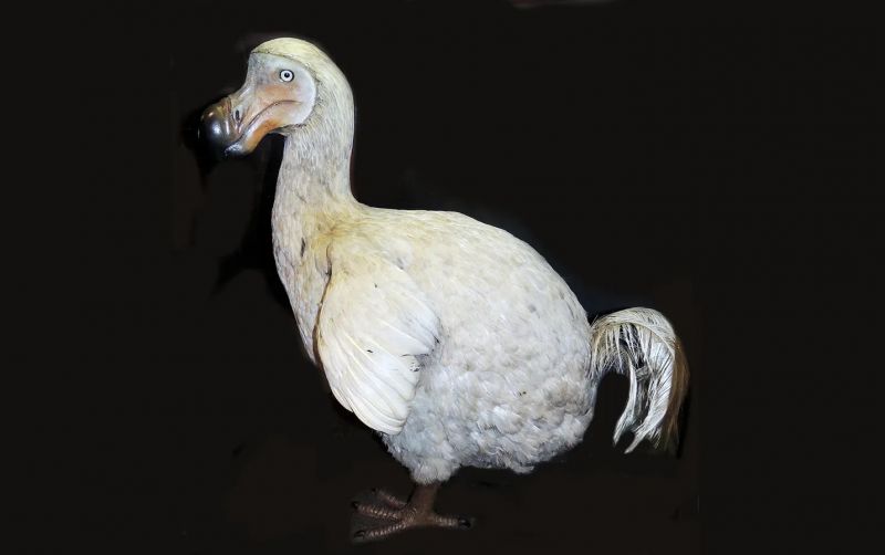 uploads/news/2026/06/lima-alasan-kepunahan-burung-173345a0cdbf585.jpg
