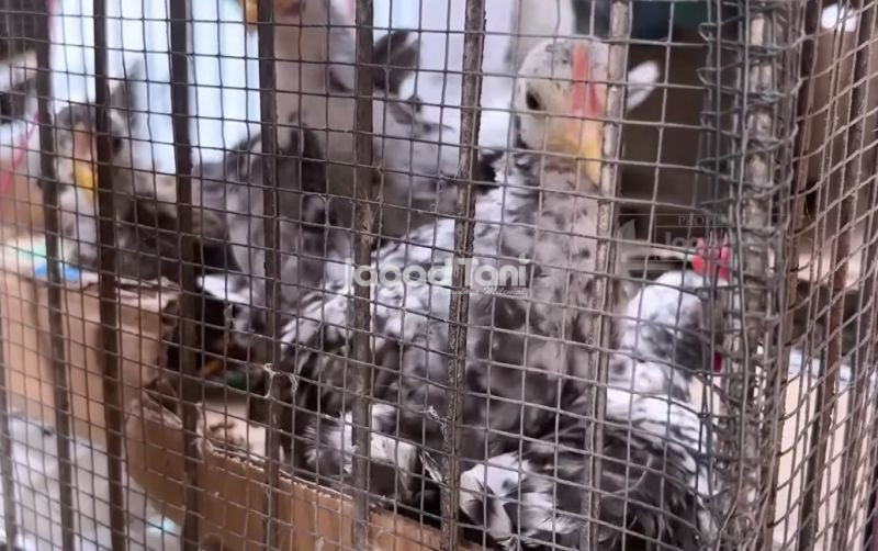 uploads/news/2026/06/mengenal-ayam-kate-black-35476a92ab28039.jpeg