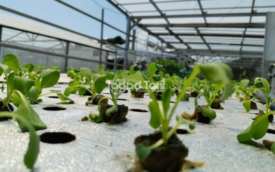 uploads/news/2026/06/nanobubble-water-untuk-pertanian-847781679ebab0b_400.jpg