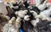 uploads/news/2026/06/segini-harga-bibit-ayam-74710a7060cd549_100.jpeg