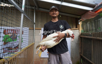 uploads/news/2026/06/tips-pemberian-pakan-entok-262398d44c0627e_400.jpeg