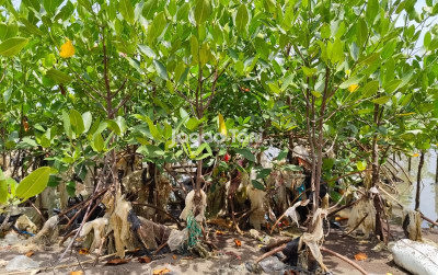 uploads/news/2026/07/19-26-mangrove-kritis-rehabilitasi-9811692239dc584_400.jpeg