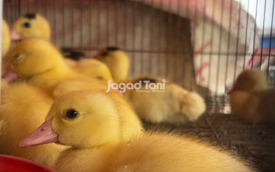 uploads/news/2026/07/bedanya-harga-anakan-entok-8880468b2902efa_400.jpeg