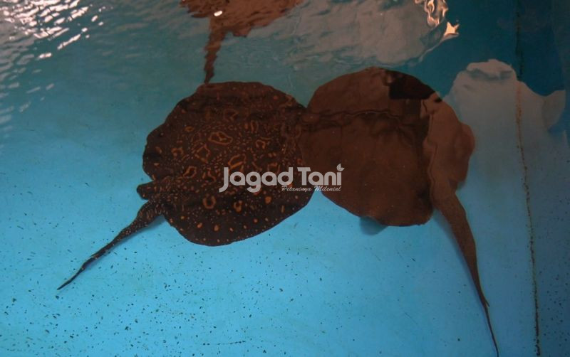 uploads/news/2026/07/cara-mempercepat-produktivitas-breeding-23794b8718d1e7f.jpeg