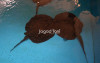 uploads/news/2026/07/cara-mempercepat-produktivitas-breeding-23794b8718d1e7f_100.jpeg
