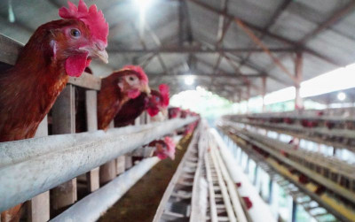 uploads/news/2026/07/harga-ayam-dan-telur-3437194c9499f8f_400.jpg