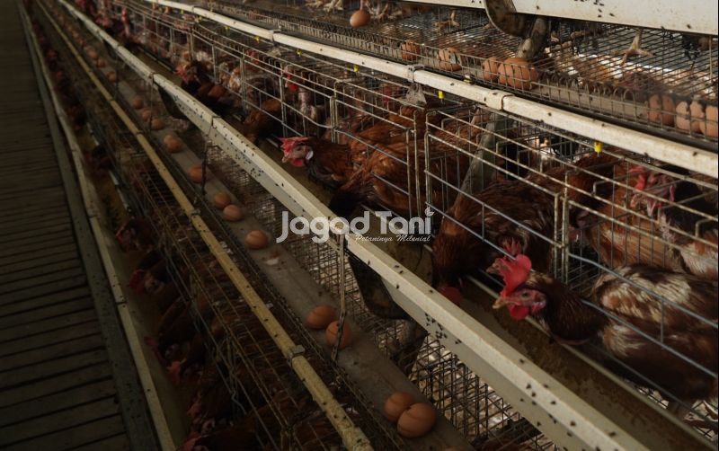 uploads/news/2026/07/harga-telur-anjlok-peternak-5431663a8eebfa1.jpeg