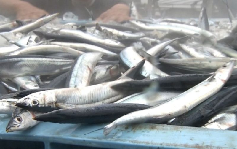 uploads/news/2026/07/jumlah-tangkapan-ikan-sauri-2623428516f49cf.jpg