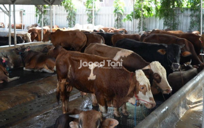 uploads/news/2026/07/memulai-bisnis-pakai-hati-25458bec578d888_400.jpg