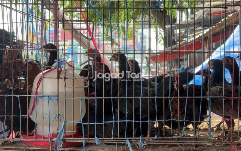 uploads/news/2026/07/pantauan-harga-unggas-hidup-167556f6a7ba57b.jpeg