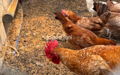 uploads/news/2026/07/pasca-bulan-suro-begini-71055208faa01cb_400.jpeg