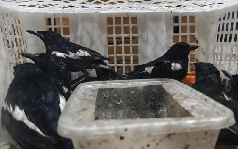 uploads/news/2026/07/penyelundupan-69-burung-digagalkan-7134054c8bdaca0.png