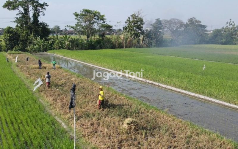 uploads/news/2026/07/petani-sidrap-cari-solusi-72725b0187d7329.jpeg