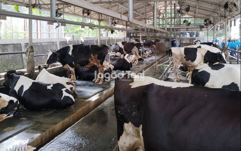 uploads/news/2026/07/peternakan-sapi-terbesar-jateng--912030ea965ef1b.jpg