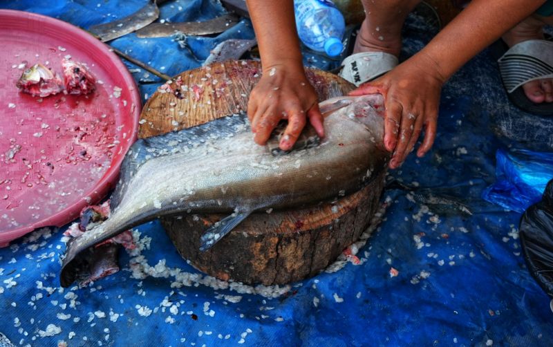 uploads/news/2026/07/populasi-ikan-endemik-kalbar-71691a8093f36d3.jpg