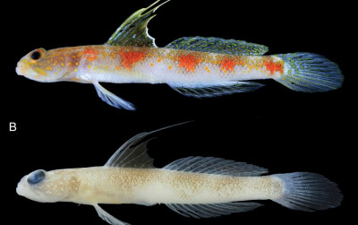 uploads/news/2026/07/spesies-ikan-gobi-udang-719621877ee8203_400.jpg