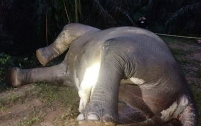 uploads/news/2026/08/bangkai-gajah-ditemukan-di-96753a77f596544_400.png