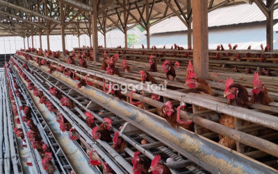 uploads/news/2026/08/distribusi-doc-ayam-petelur-46296b5ea49aac4_400.jpeg