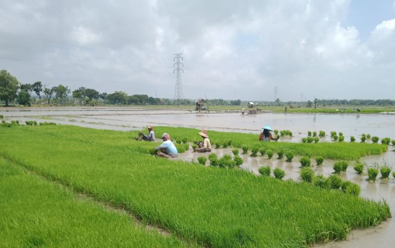 uploads/news/2026/08/hadapi-kemarau-panjang-petani-171841f687a7776.png