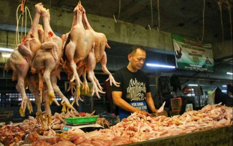 uploads/news/2026/08/harga-ayam-di-kota-21266a6ad5f0815.jpg
