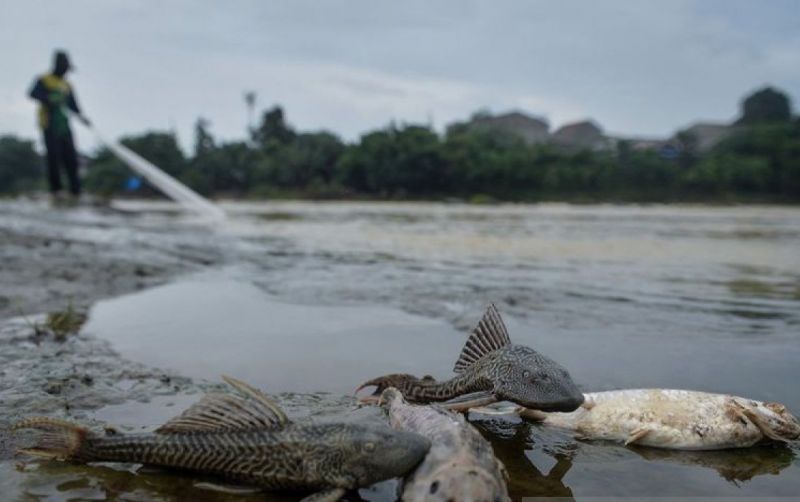 uploads/news/2026/08/ikan-terapung-di-sungai-34212c8151b6e1b.jpg