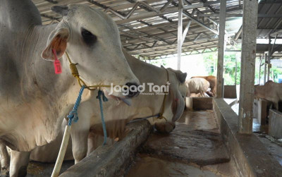 uploads/news/2026/08/inovasi-nutrasetika-bahan-lokal-29572ed6a033388_400.jpeg