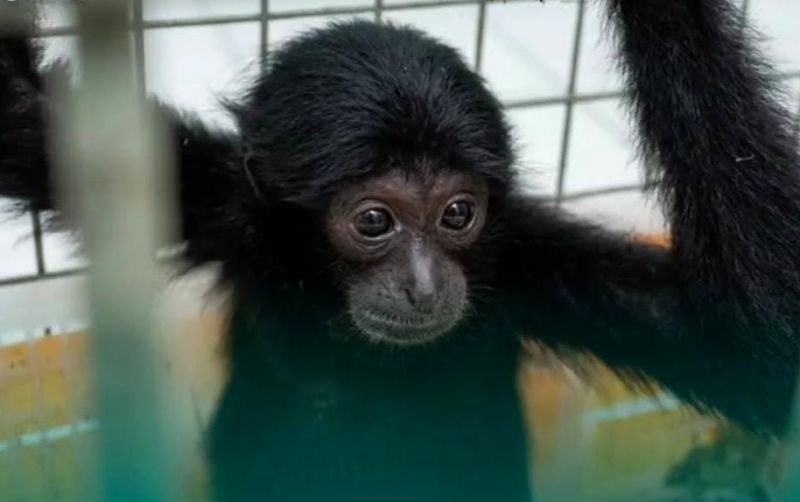 uploads/news/2026/08/jual-beli-siamang-ilegal-via-22340228d1b8a03.jpeg