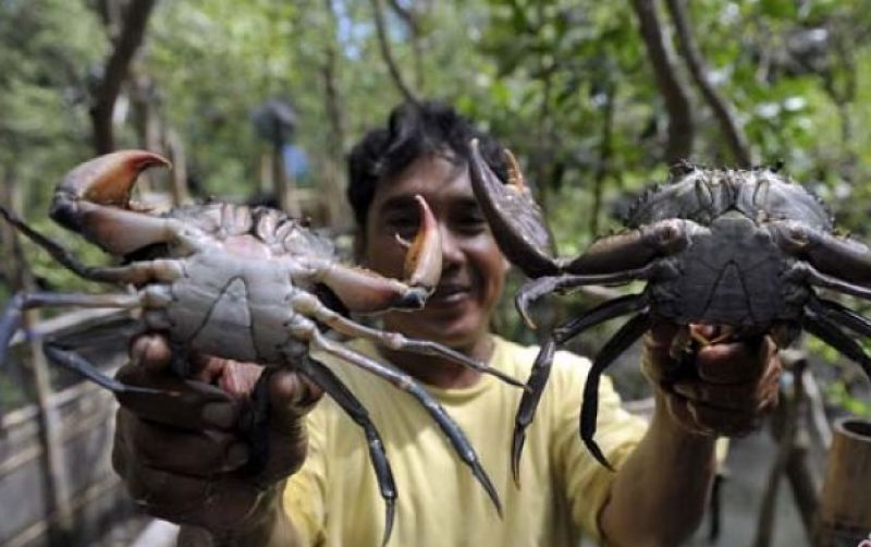 uploads/news/2026/08/kepiting-bakau-papua-tengah-72229041de5a299.jpg