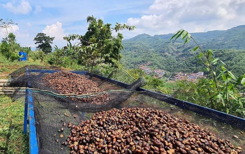 uploads/news/2026/08/kopi-petani-gunung-halu-857415acbcff71f.jpg