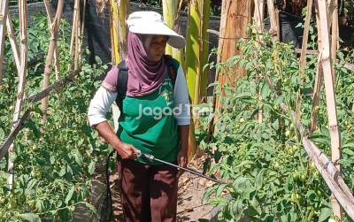 uploads/news/2026/08/lahan-tidur-disulap-menjadi-24203361bbc1e20_400.jpeg
