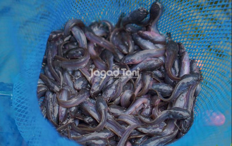 uploads/news/2026/08/lele-marinasi-bandung-go-2503976e41afccd.jpg