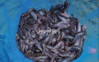 uploads/news/2026/08/lele-marinasi-bandung-go-2503976e41afccd_400.jpg