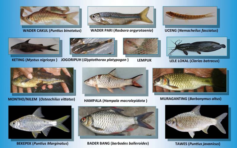 uploads/news/2026/08/mengetahui-jenis-jenis-ikan-lokal-49062ac819c5805.jpg