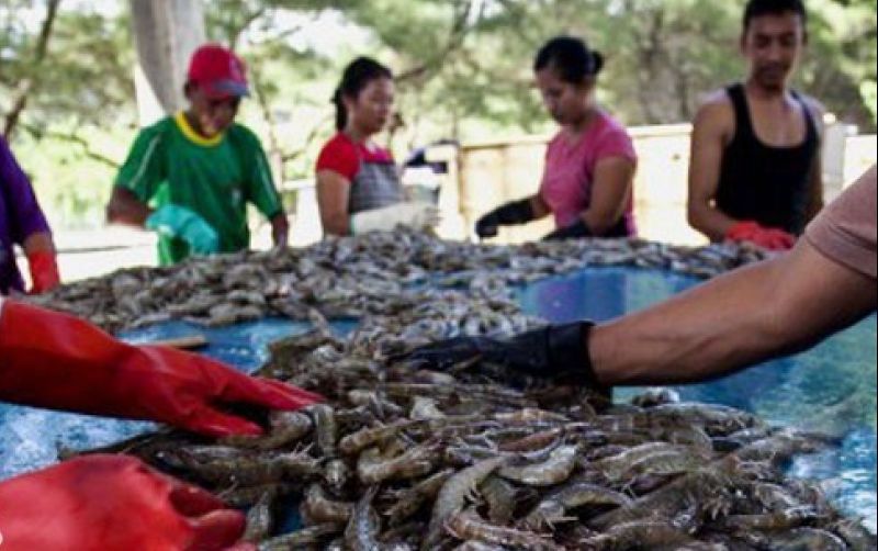 Menjanjikan, Ekspor Udang Sulsel Tembus Rp148 Miliar