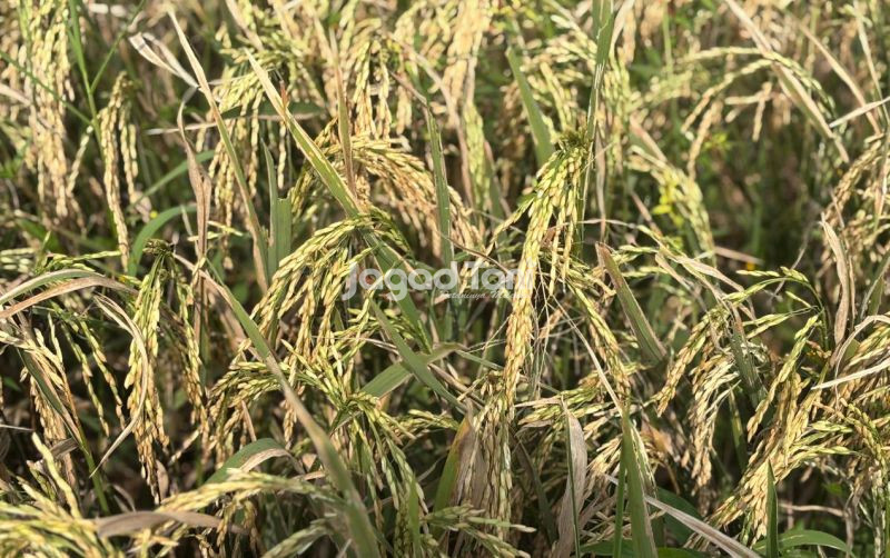 uploads/news/2026/08/panen-di-sidrap-hasilkan-33329071d7338c3.jpeg
