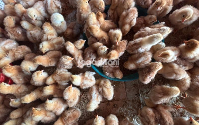uploads/news/2026/08/pantauan-harga-unggas-di-74344479f46658e_400.jpg
