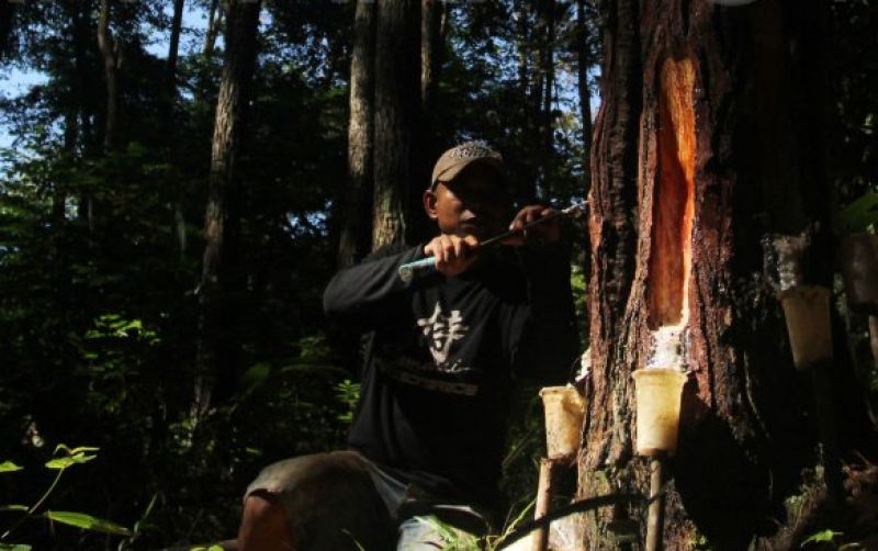 uploads/news/2026/08/pemantauan-hutan-pinus-untuk-88041e6aa01ac91.jpg